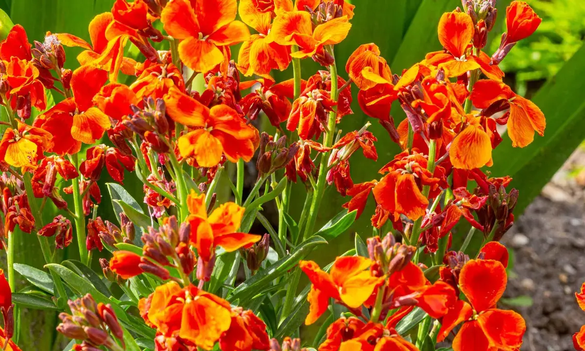 Un bouquet de giroflées des jardins aux teintes orangées et rouges éclatantes, leurs pétales délicats dansant sous le soleil.