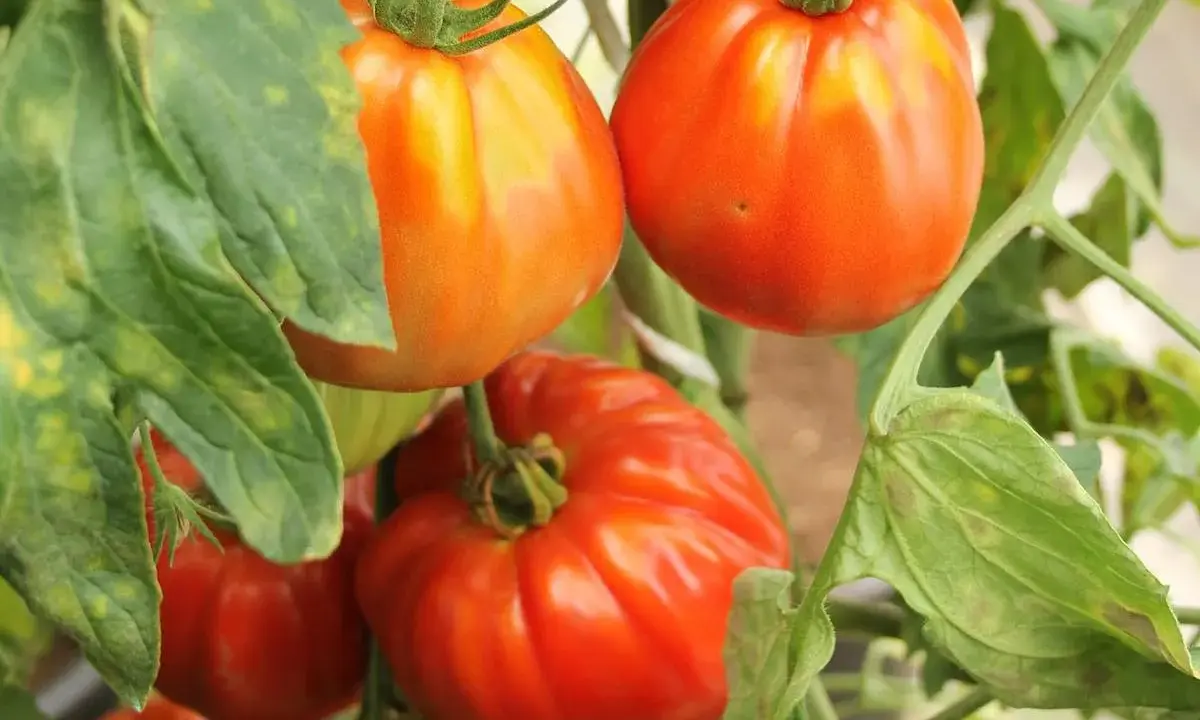 Gros plan sur des tomates mûres, certaines orangées, d'autres rouges, sur leur pied. Ces tomates sans pépins promettent une chair savoureuse.