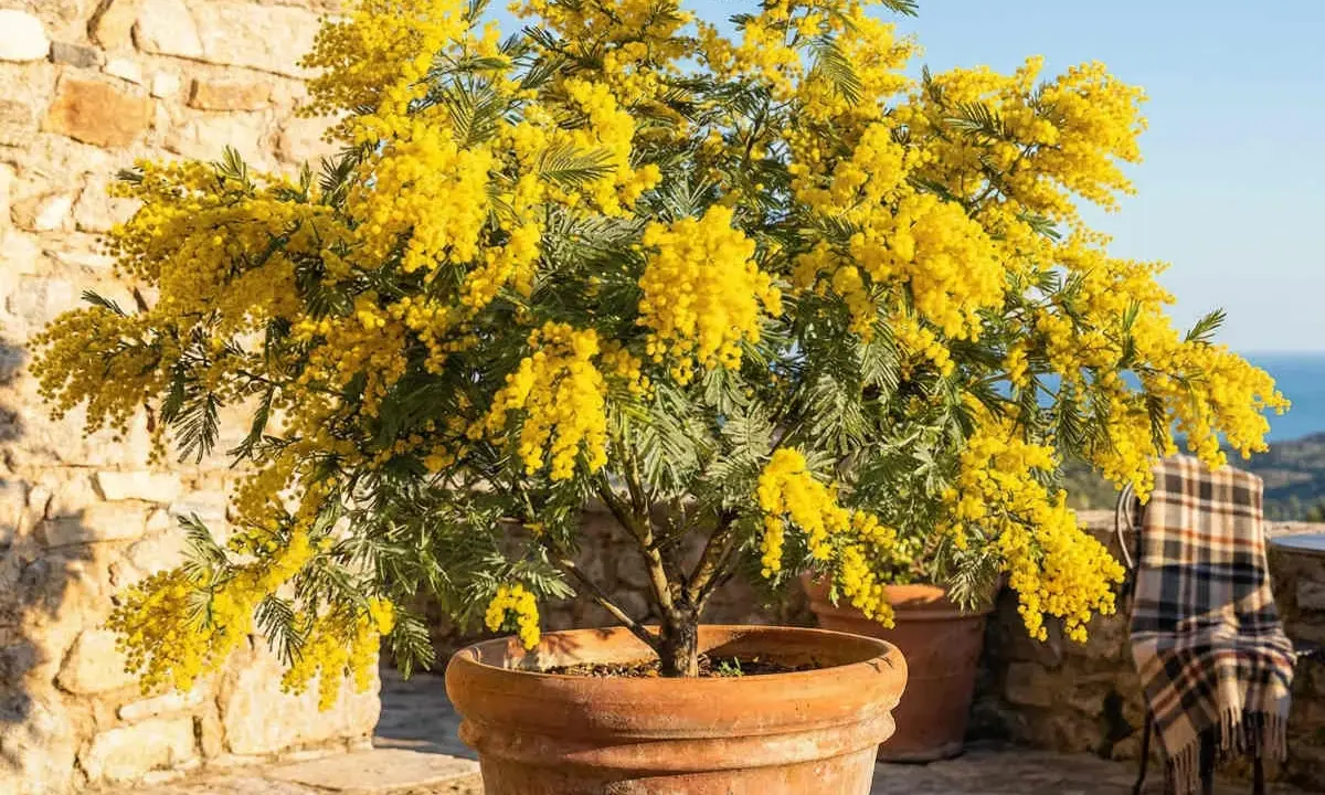 Un magnifique mimosa en pot, éclatant de fleurs jaunes, sur une terrasse en pierre avec un plaid sur une chaise.