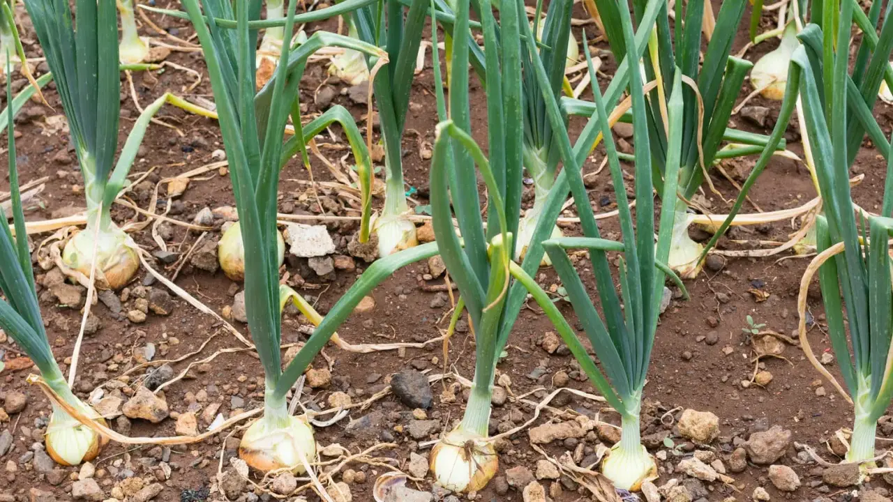 Planter les oignons - Réussir sa récolte à coup sûr !