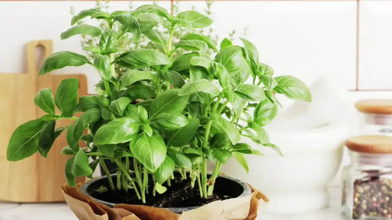 Un plant de basilic en pot, prêt pour son entretien, trône sur un plan de travail. Ses feuilles vertes luxuriantes promettent de parfumer vos plats.