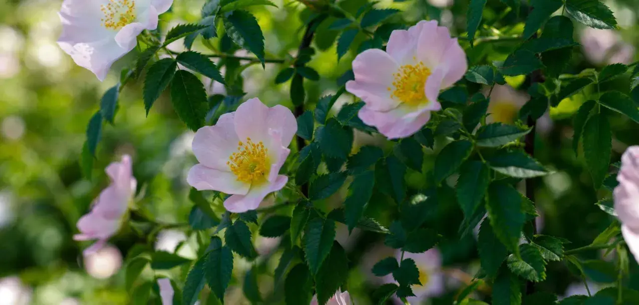 Fleurs délicates de rosés des prés, aux pétales roses pâles et au cœur jaune vif, se balançant doucement parmi le feuillage vert.