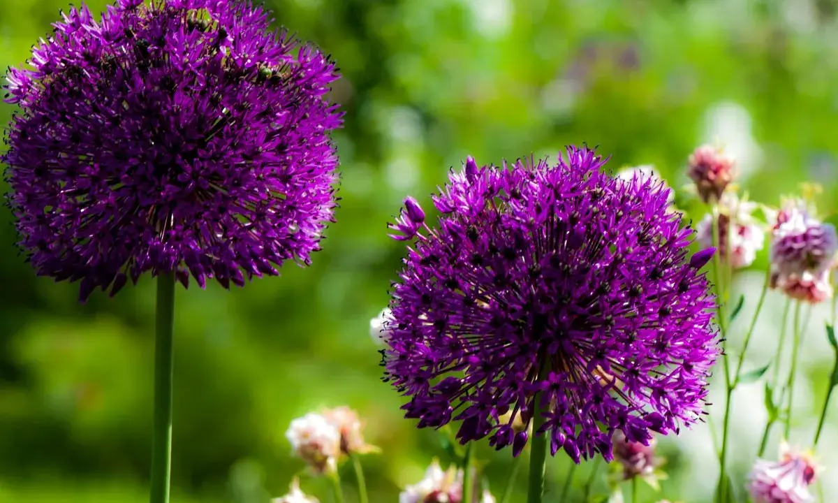 Deux magnifiques boules d'ail d'ornement violettes se dressent fièrement dans un jardin verdoyant, leurs fleurs étoilées capturant la lumière du soleil.