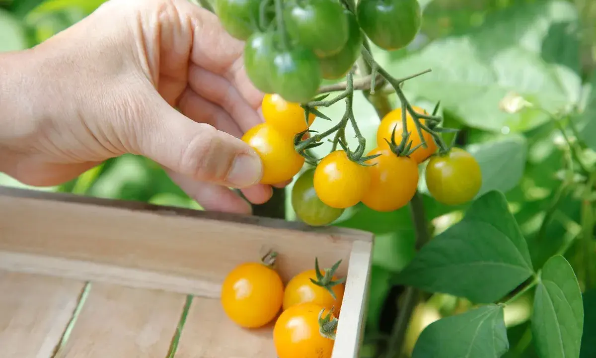 Main d'une personne récoltant des tomates jaunes mûres sur un pied de tomate, les plaçant dans une caisse en bois.