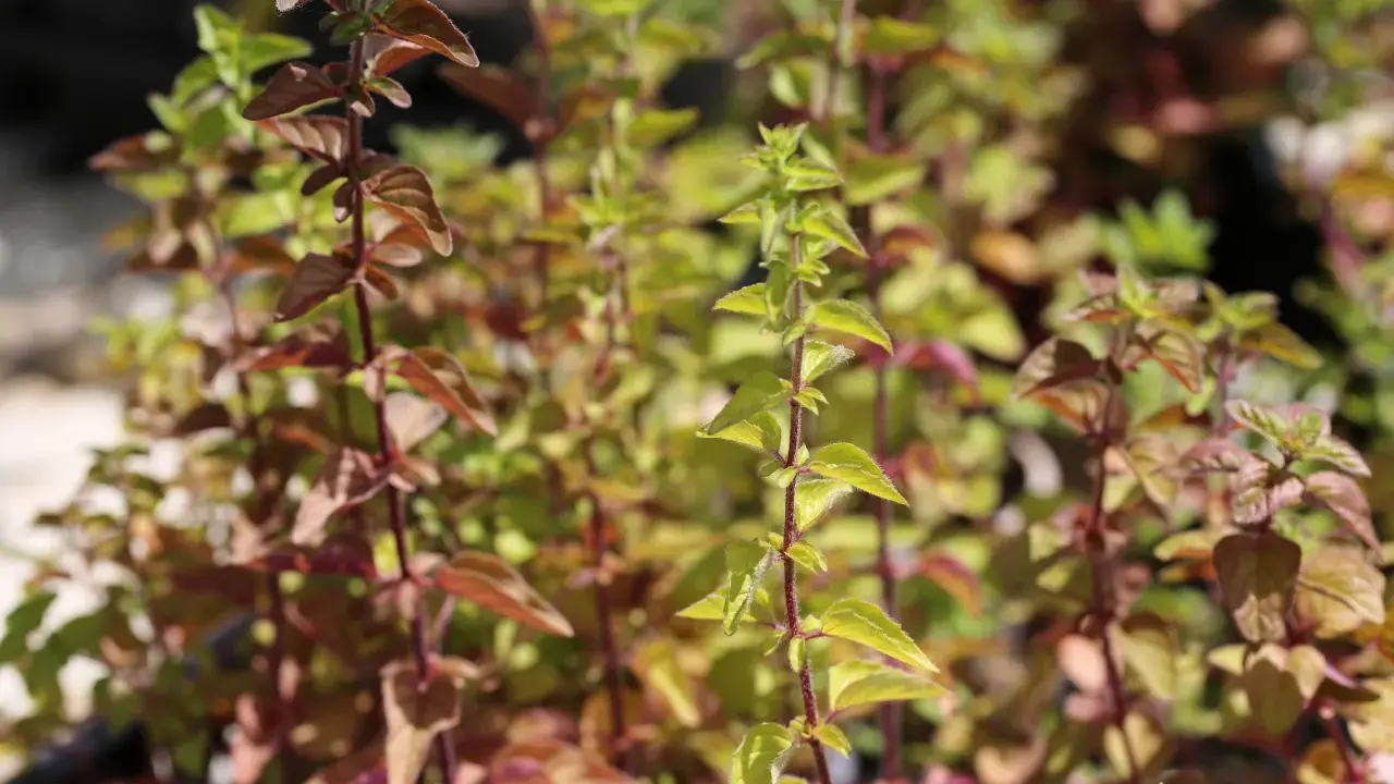 Plantes d'origanum majorana aux feuilles vertes et pourpres, avec des tiges rouges.