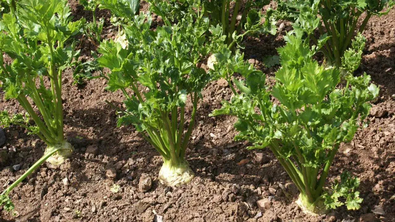 Des plants de céleri branche poussent dans un sol brun, leurs feuilles vertes luxuriantes se dressant fièrement.