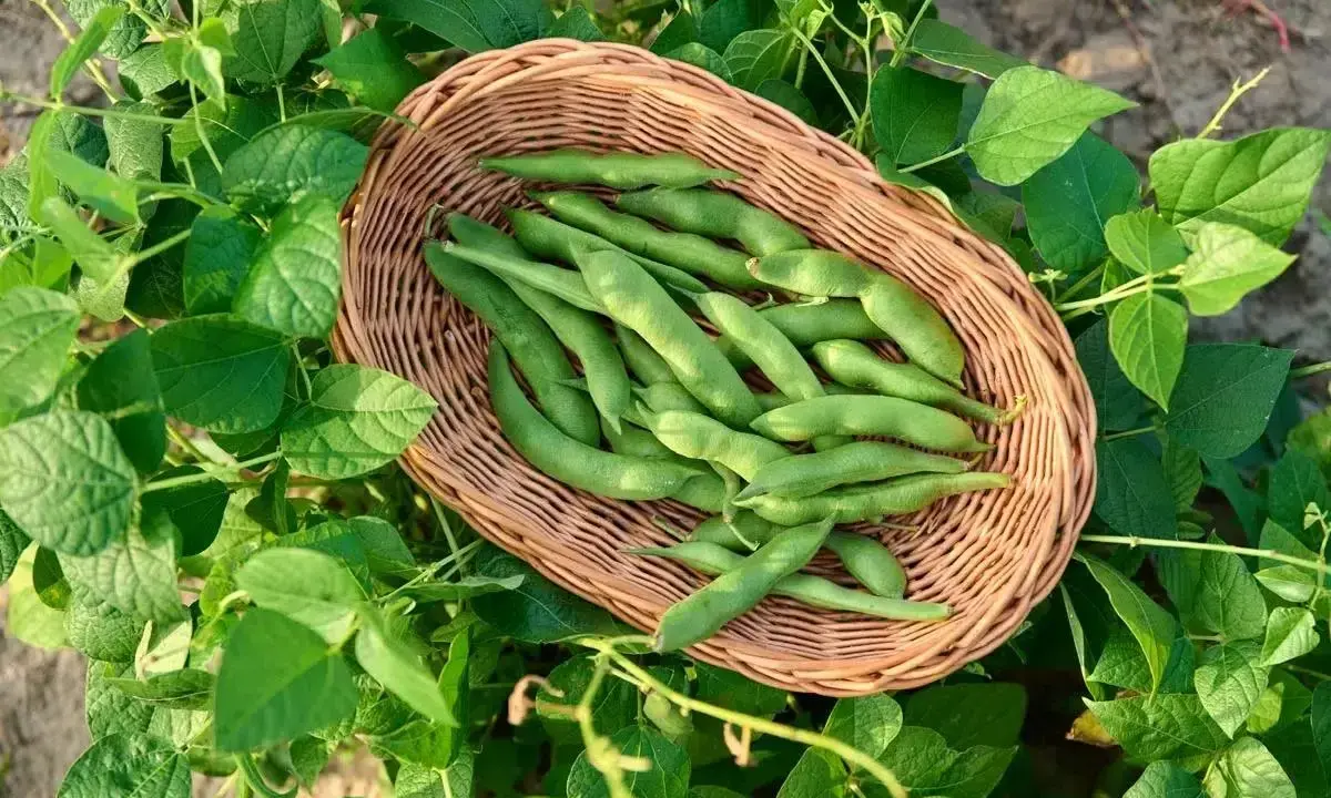 Un panier de haricots verts frais, prêts à être semés. La nature nous rappelle quand semer les haricots pour une récolte abondante.
