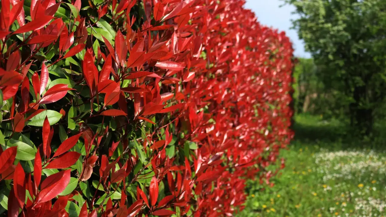 Un mur végétal de photinia aux feuilles rouges éclatantes, contrastant avec le vert des arbres et l'herbe fleurie.