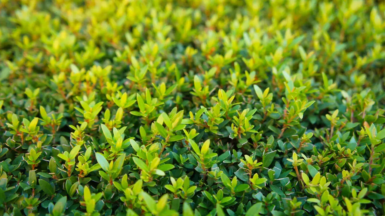 Gros plan sur un buisson de myrte en pleine croissance, ses feuilles vertes vives promettent une floraison éclatante. L'entretien de ce myrte fleurie est essentiel pour sa beauté.