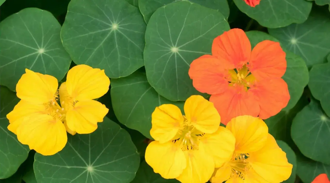 Capucines jaunes et orange sur fond de feuilles vertes.
