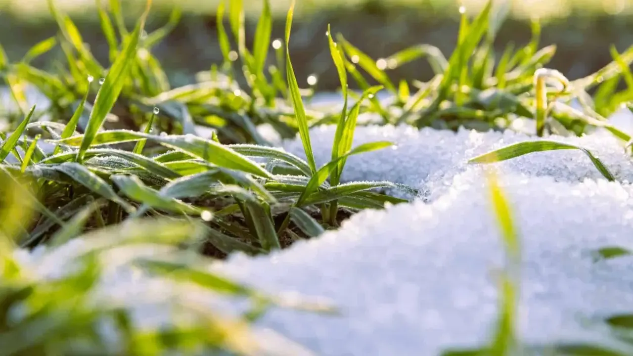 Herbe verte givrée sous la neige, rappelant l'entretien hivernal des campanules.