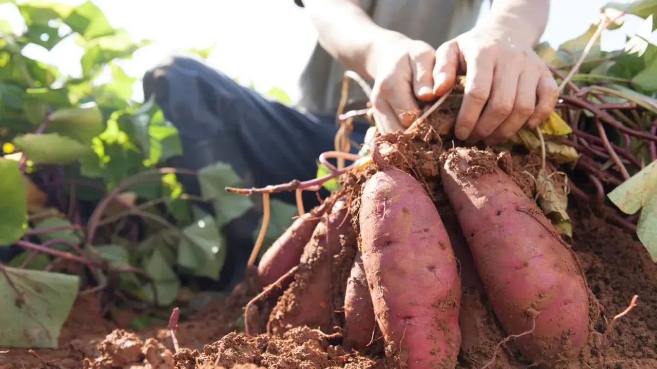Mains déterrantes des patates douces fraîchement récoltées. Le sol brun est meuble autour des tubercules violets.