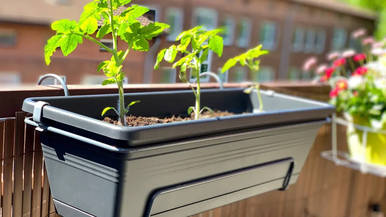 Jeunes plants de tomates dans un arbuste en pot sur un balcon, prêts à pousser.