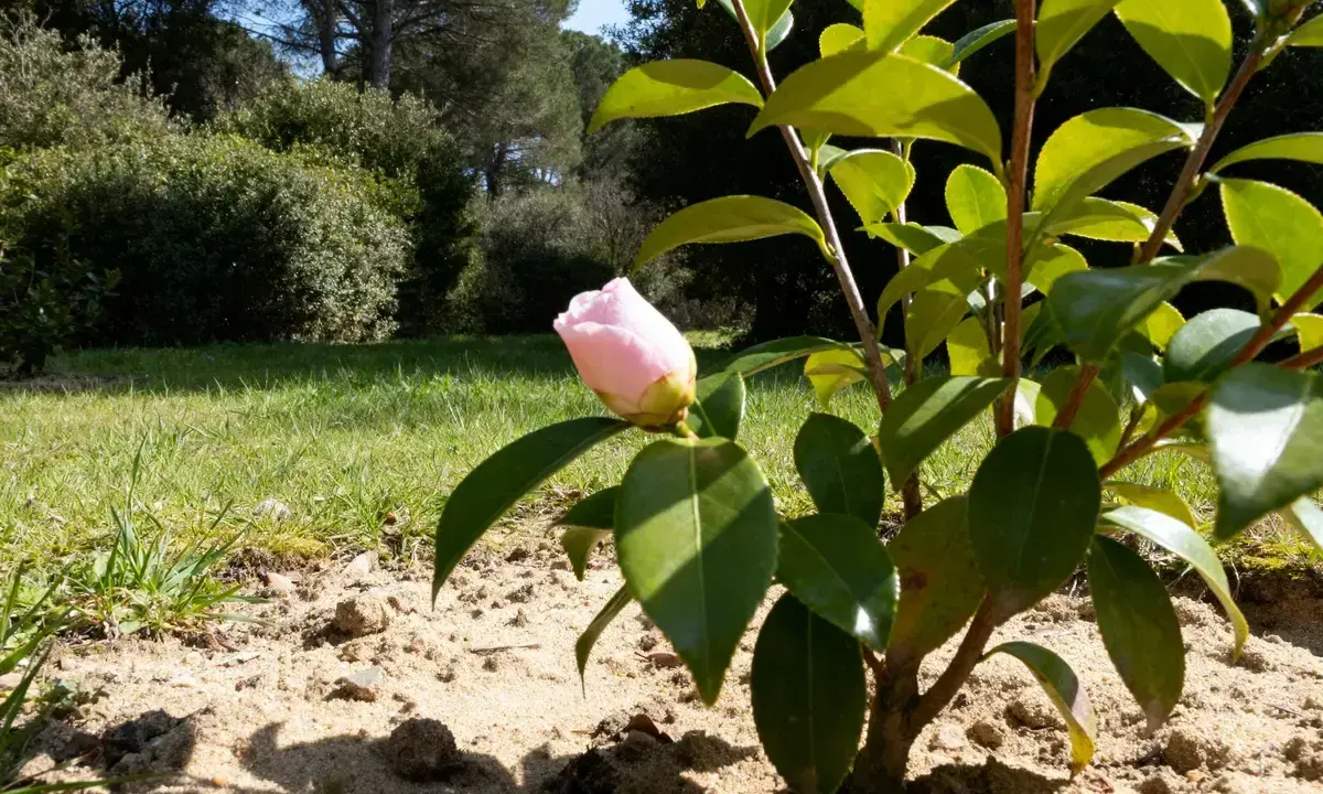 Un camélia en pot, avec un bouton rose pâle prêt à éclore, se dresse sur un sol sablonneux, entouré de verdure luxuriante.