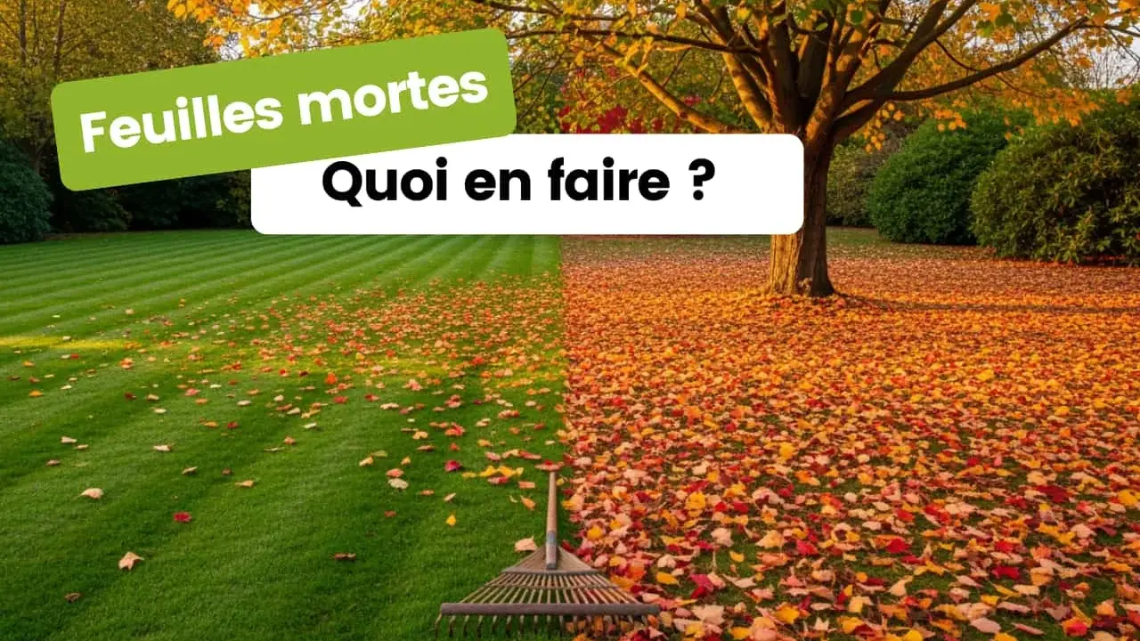 Un râteau attend patiemment sur une pelouse parsemée de feuilles mortes. L'automne est là, prêt à nous faire ramasser les feuilles mortes.
