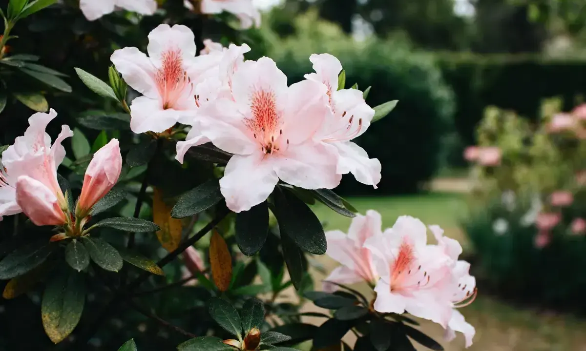 Magnifique floraison d'azalées roses pâles, leurs pétales délicats s'ouvrant sur un jardin verdoyant.
