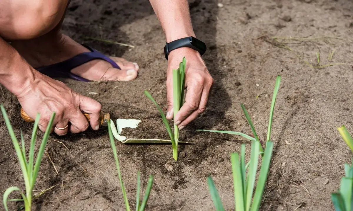 Mains plantant des poireaux dans la terre. C'est le bon moment pour savoir quand planter les poireaux d'hiver.