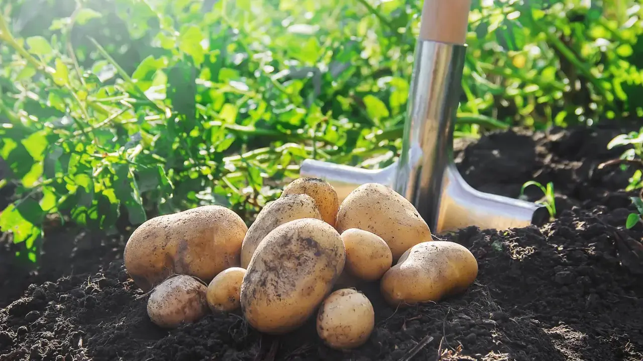Un tas de pommes de terre fraîchement arrachées du sol, prêtes pour la récolte. La pelle à côté indique le moment idéal quand ramasser les pommes de terre.