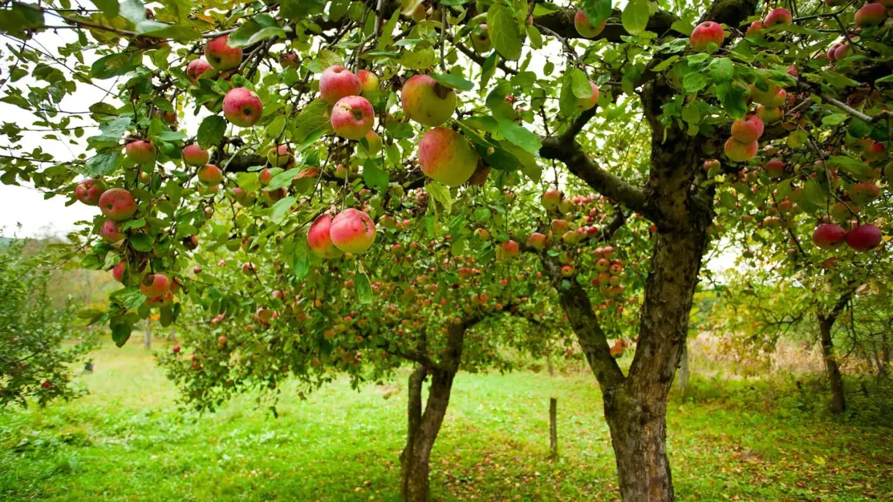 Un verger où les branches d'un pommier sont chargées de fruits rouges et jaunes. La taille pommier a permis une belle récolte.