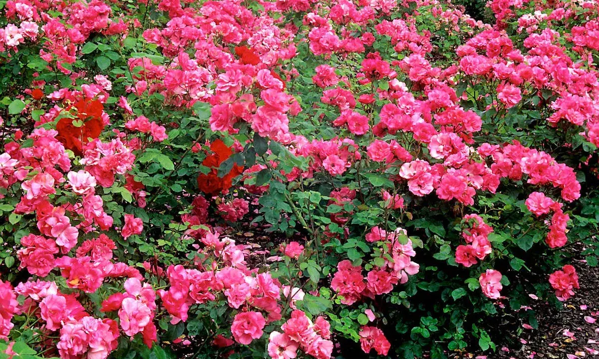 Un parterre de rosiers roses et rouges, luxuriants et éclatants. Ces rosiers jamais malades promettent une floraison généreuse et durable.