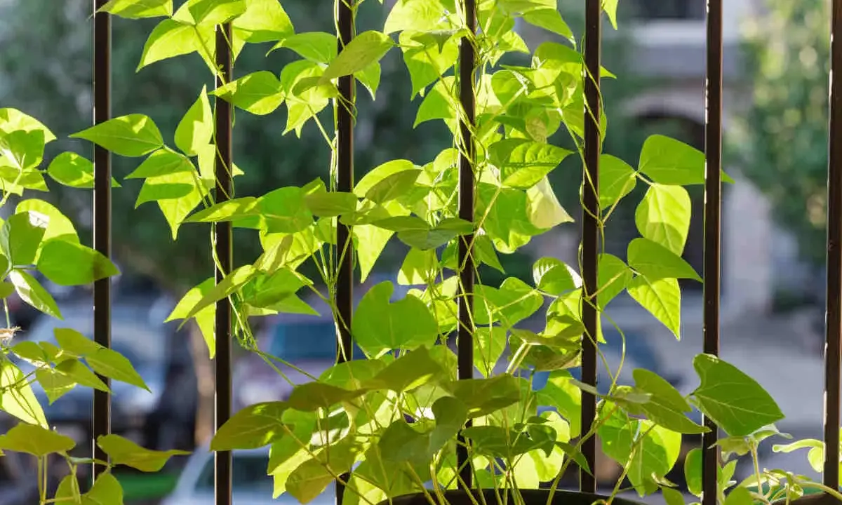 Des tiges de haricot grimpant s'enroulent autour de barreaux verticaux, leurs feuilles vertes lumineuses baignées de soleil.