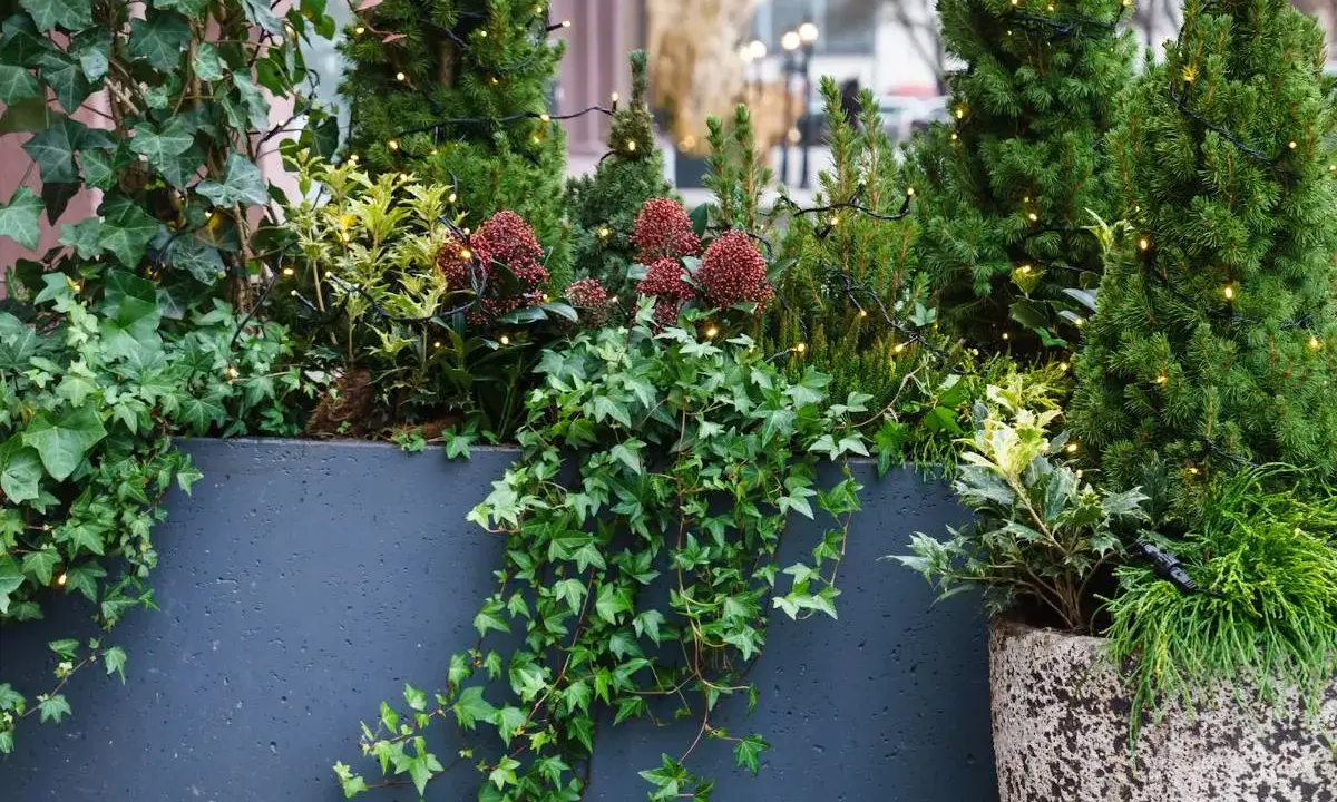 Plante balcon nord : lierre grimpant, conifères et baies rouges illuminés par des guirlandes lumineuses dans une jardinière sombre.