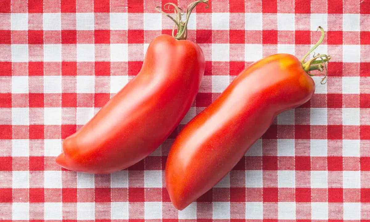 Deux tomates cornues des Andes, rouges et allongées, reposent sur une nappe à carreaux rouges et blancs.