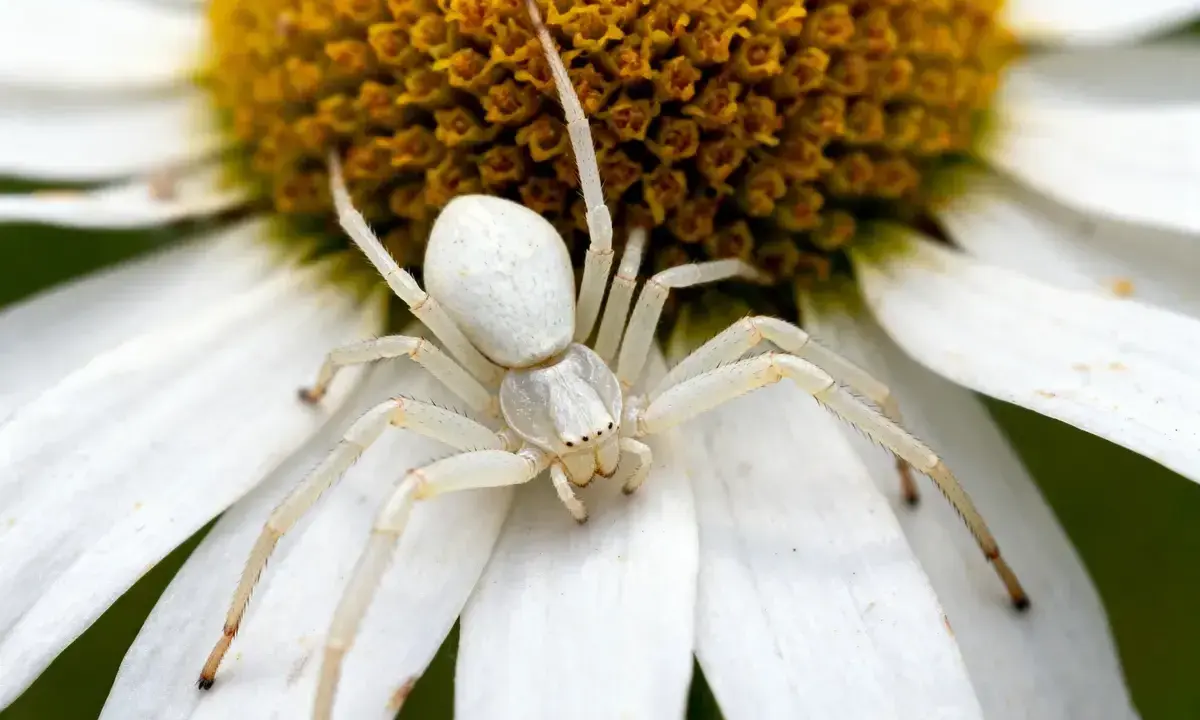 Une araignée blanche, camouflée sur une marguerite, attend patiemment sa proie.