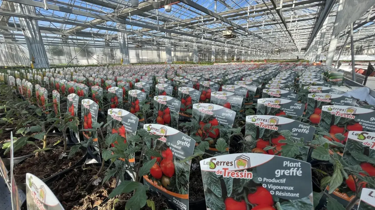 Des rangées de plants de tomate greffée s'étendent sous la serre, promettant une récolte abondante.