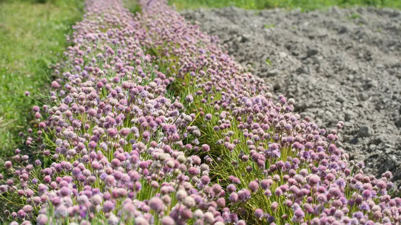Champ de fleurs de ciboulette aux teintes rosées, s'étendant à perte de vue, bordé par de l'herbe verte et un sol labouré.