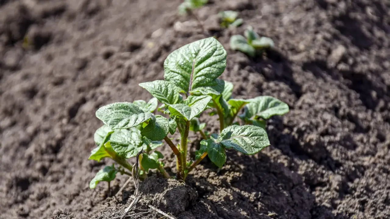 Jeunes pousses de pommes de terre dans la terre, prêtes à grandir. Le début de la saison pour planter des pommes de terre.