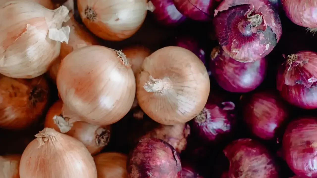Gros plan sur une **plantation d'oignons rouges** et jaunes, prêts à être cuisinés.