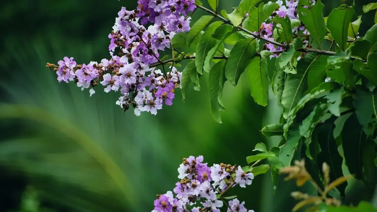 Grappes de fleurs mauves et blanches sur une branche de lilas des Indes, avec des feuilles vertes luxuriantes en arrière-plan.