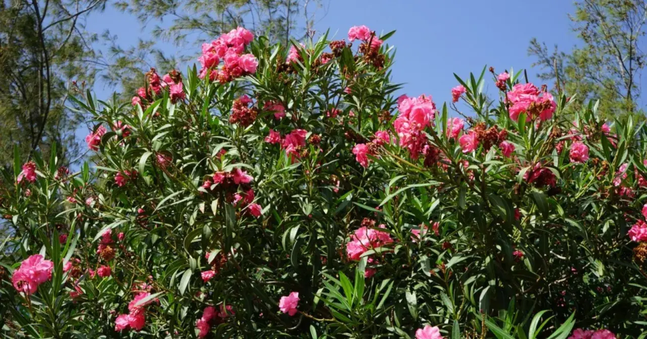 Un buisson de laurier rose en pleine floraison, avec des fleurs roses vives et des feuilles vertes luxuriantes sous un ciel bleu clair.