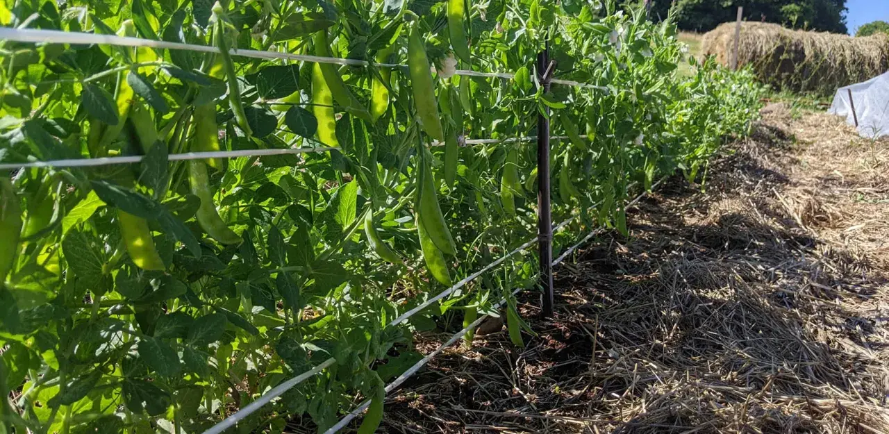 Des gousses de petits pois mûres pendent sur des tiges vertes, soutenues par des fils. La culture de petits pois prospère dans le sol paillé.