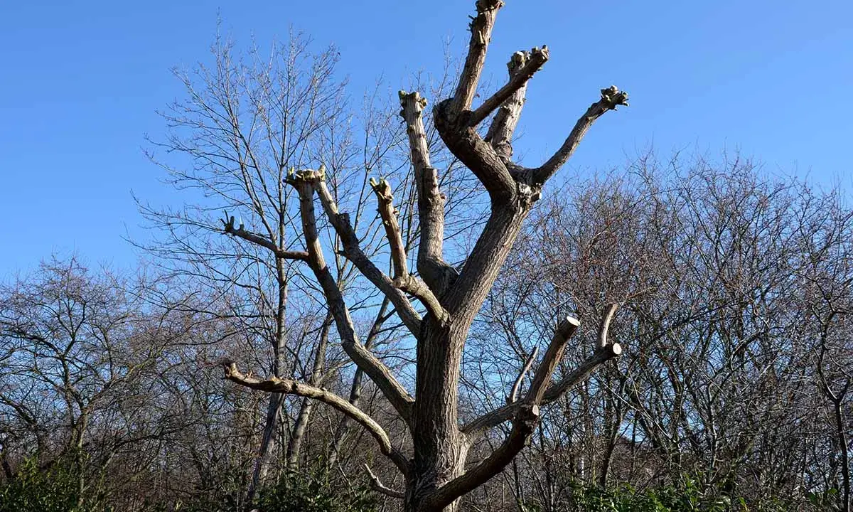 Un saule pleureur fraîchement taillé, ses branches coupées se dressent vers le ciel bleu. C'est le moment idéal pour savoir quand tailler saule pleureur.