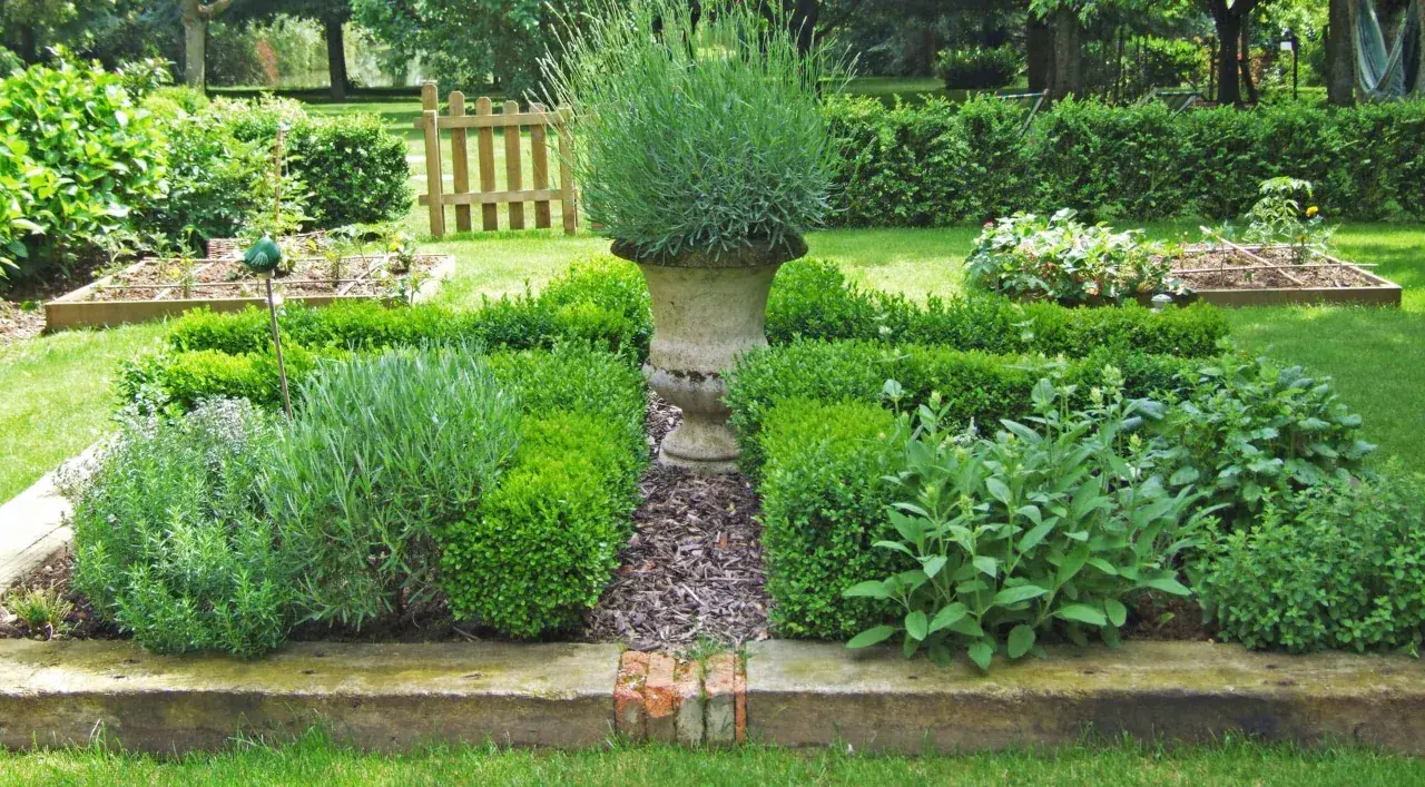 Un jardin aromatique plan avec lavande, buis taillés et herbes diverses. Une urne en pierre trône au centre.