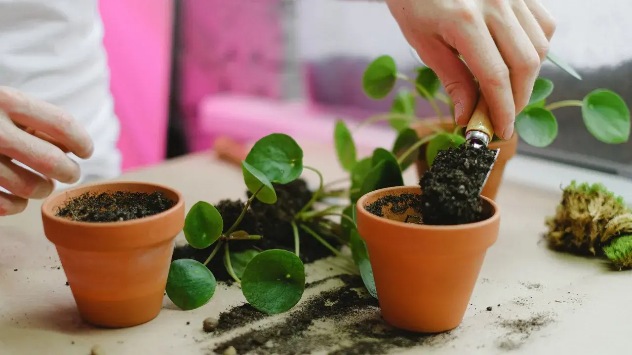 Maintenant, je vais rempoter une plante dans un nouveau pot en terre cuite.