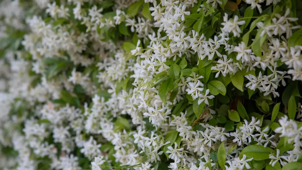 Fiche technique : le trachelospermum jasminoides, une profusion de petites fleurs blanches étoilées sur un feuillage vert luxuriant.
