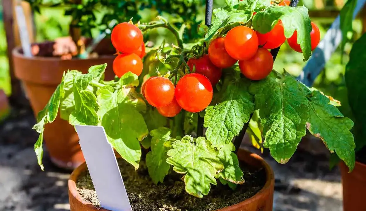 Tomates en pot, rouges et mûres, prêtes à être cueillies. Un plant de tomates en pot avec une étiquette blanche.