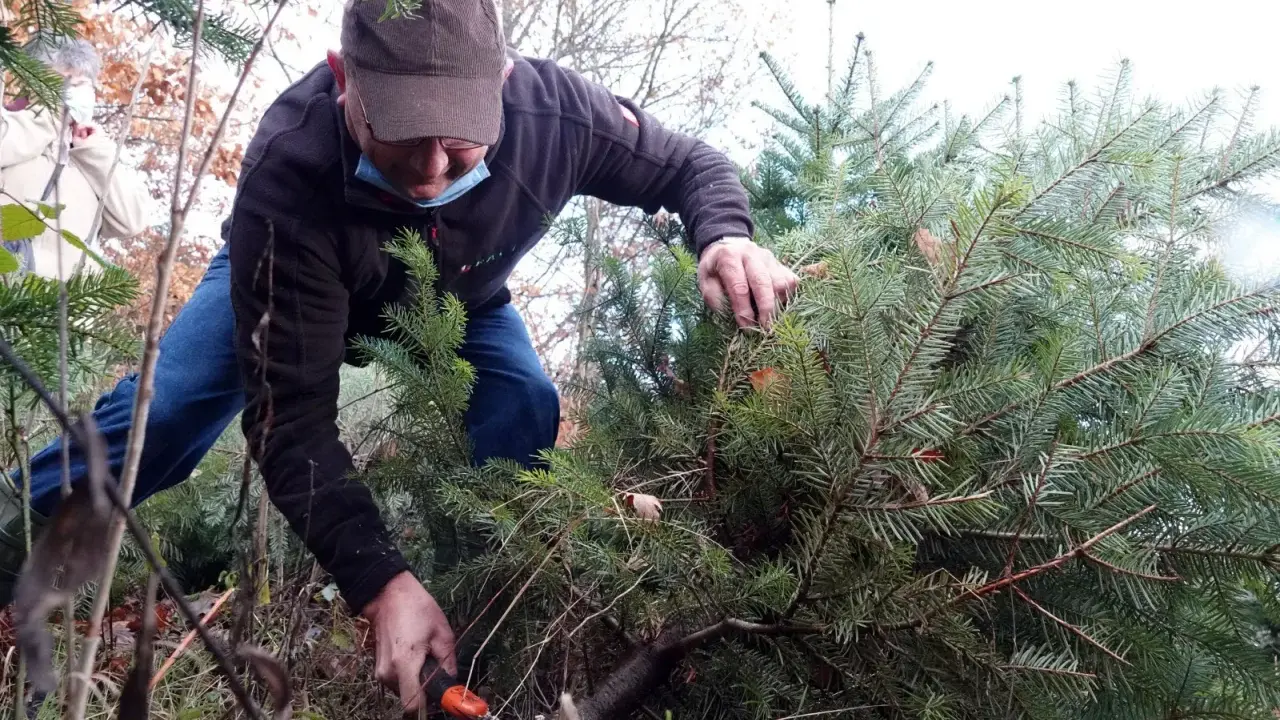Un homme en tenue décontractée est en train de couper son sapin de Noël dans une forêt. Une autre personne est visible en arrière-plan.