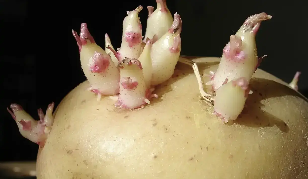 Une pomme de terre germée montre de jeunes pousses blanches et roses émergeant de ses yeux, prêtes à pousser.