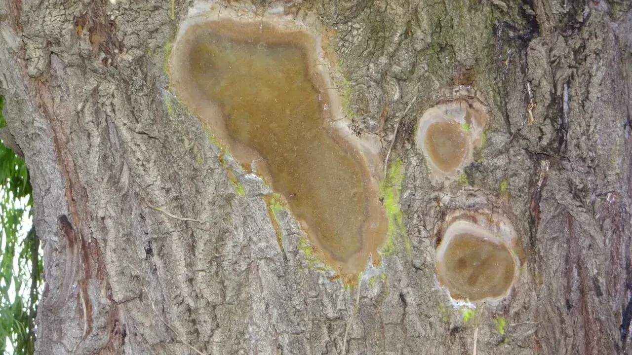 Écorce de saule pleureur marquée par une maladie, avec des plaies suintantes et une croissance fongique verdâtre.