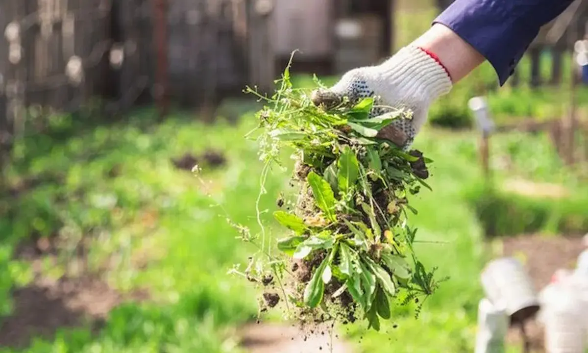 Maintenant, que faire des mauvaises herbes arrachées ? Une main gantée tient une poignée de mauvaises herbes fraîchement arrachées, prêtes à être compostées ou éliminées.
