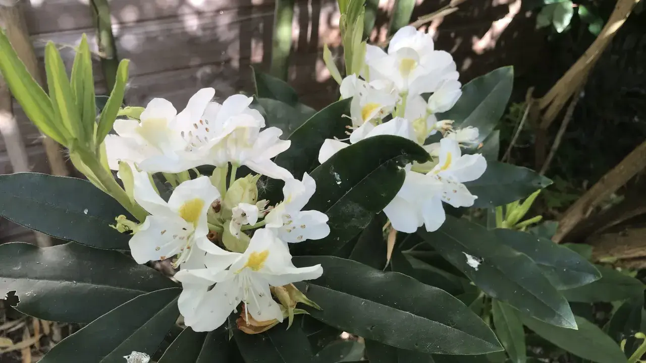 Un magnifique rhododendron en pot, aux fleurs blanches et jaunes, s'épanouit près d'une clôture en bois.