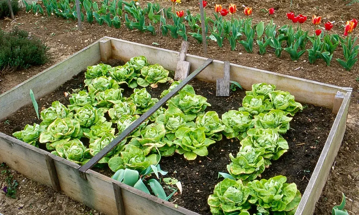 Un carré potager rempli de laitues prêtes à être repiquées. Des tulipes colorées bordent le jardin en arrière-plan.