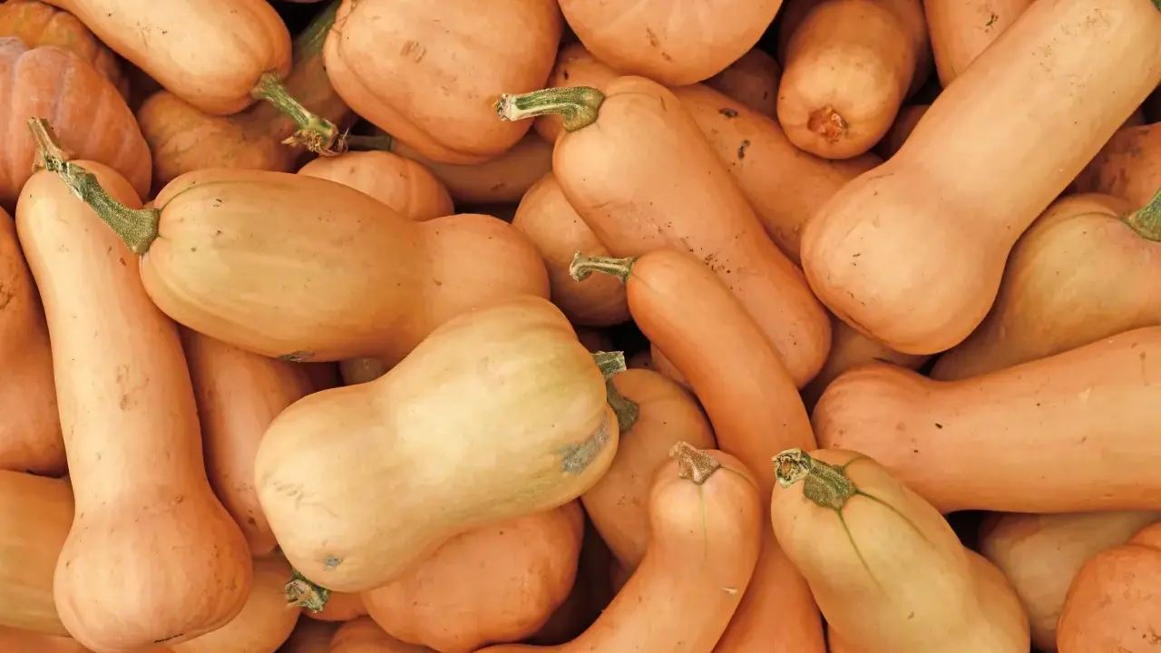 Gros plan sur des potimarrons et des courges butternut. Idéal pour savoir quand planter potimarron et butternut.