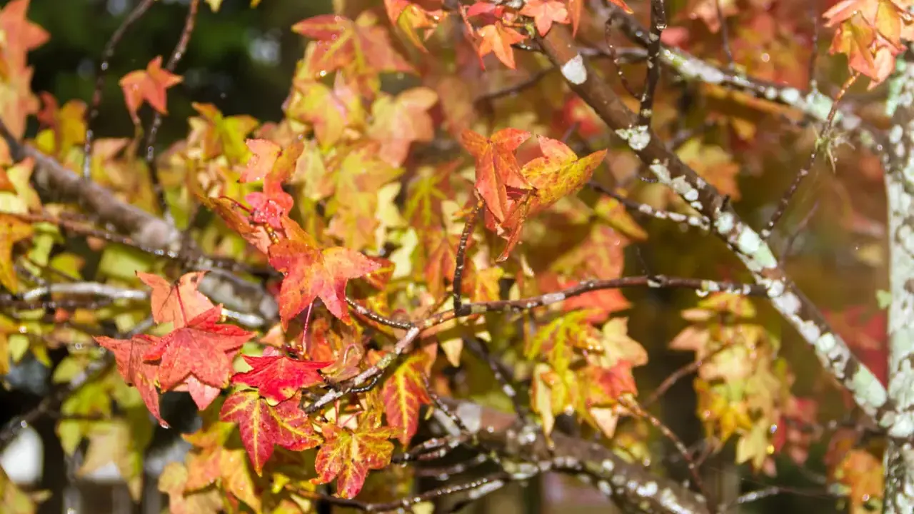 Feuilles de liquidambar aux teintes automnales, rouges et jaunes, mouillées par la pluie. Un inconvénient de cette beauté : les feuilles tombent.