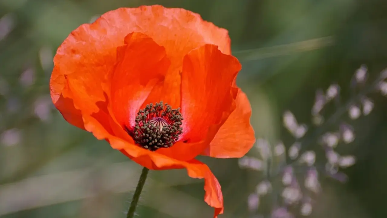 Un coquelicot rouge vif, symbole de l'été. Idéal pour savoir quand semer les coquelicots et profiter de leur beauté éphémère.