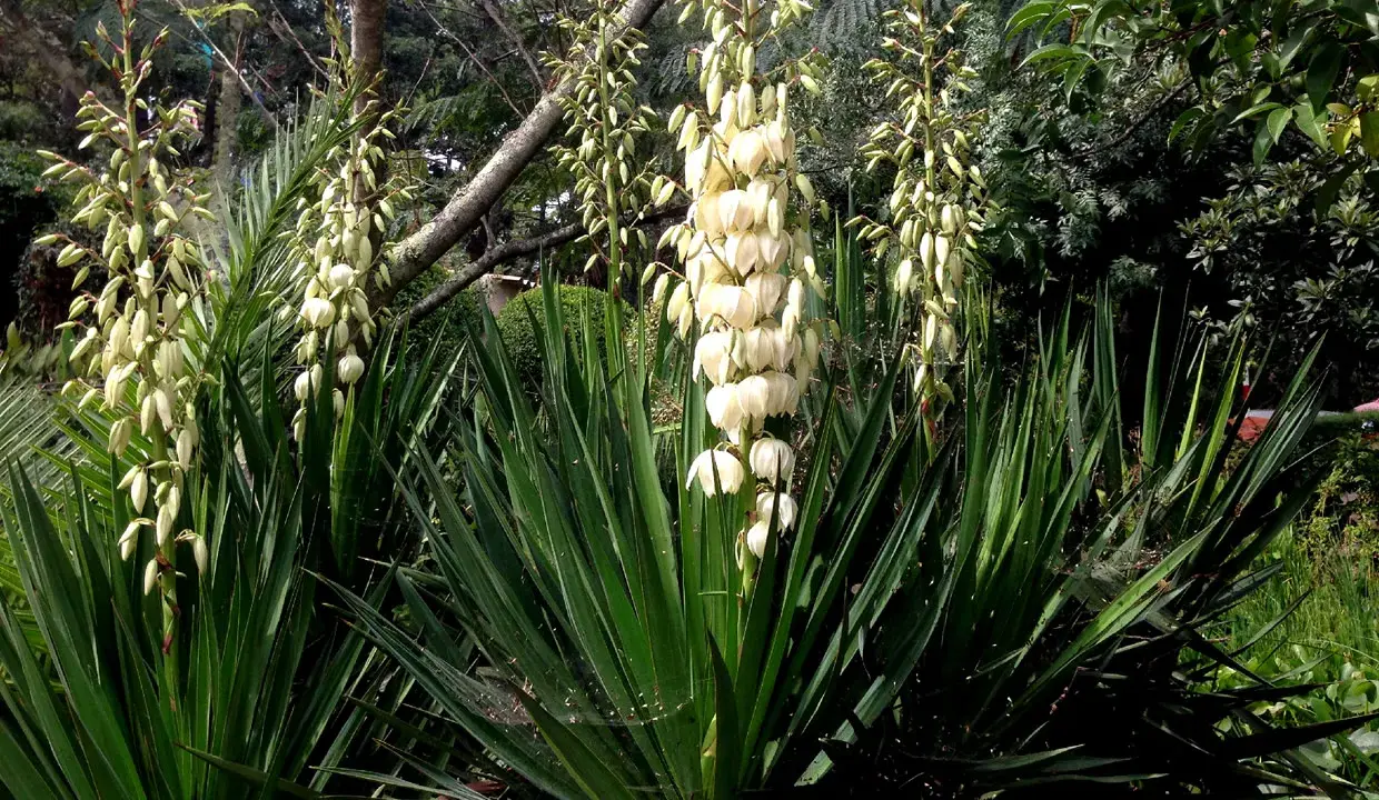 Plante qui ressemble au yucca, avec de longues feuilles vertes et des grappes de fleurs blanches pendantes.